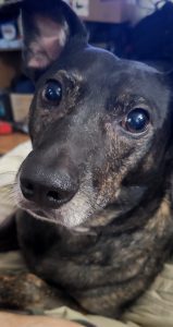 CJ my dog